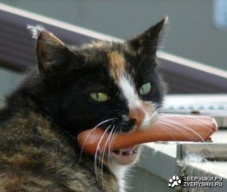 ������� ���� :)