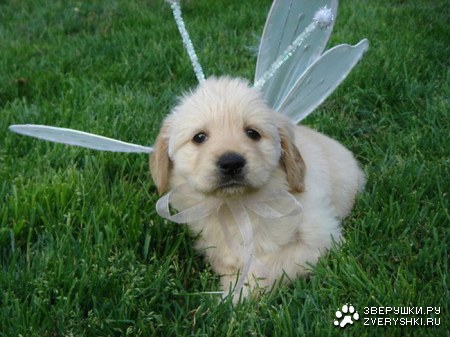 ����� ���� �������!