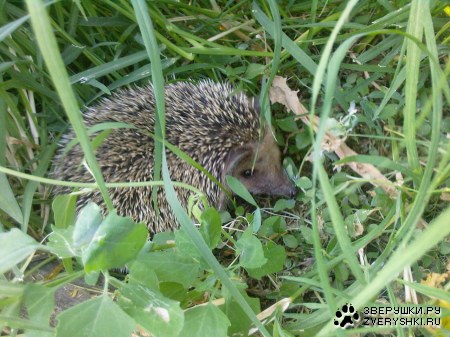 ���� � ������ :)