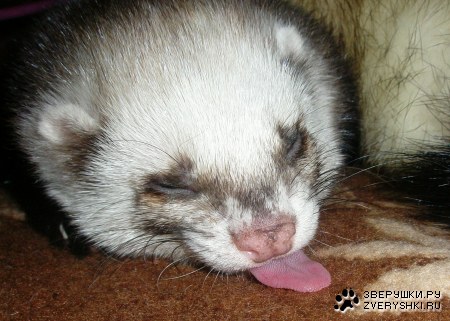 ��������.)