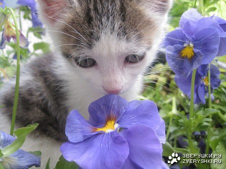 ������ � ��������� :)