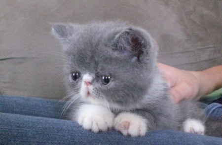 ���������� (3 ����)