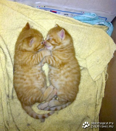 ������ :)