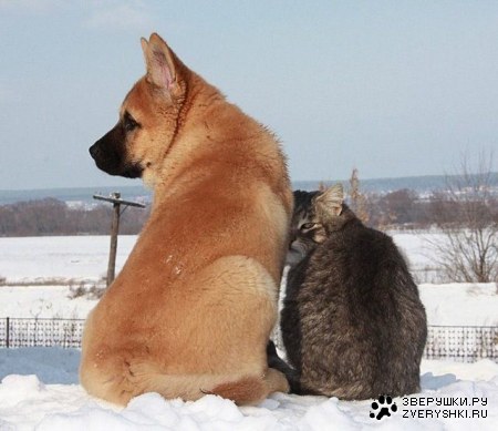 ������ (7 ����)