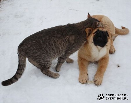 ������ (7 ����)