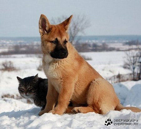 ������ (7 ����)