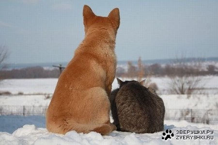 ������ (7 ����)