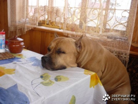 ���������� :)