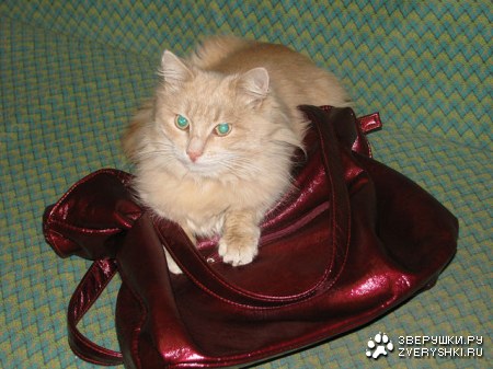 ��� - �����!