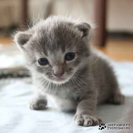 ������ ����� ;)