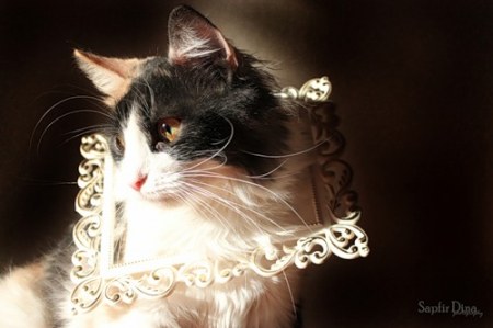 ������� �������