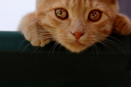 ����-������ ;)