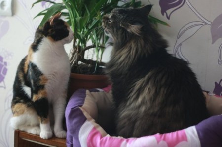 ����� � ����� (5 ����)