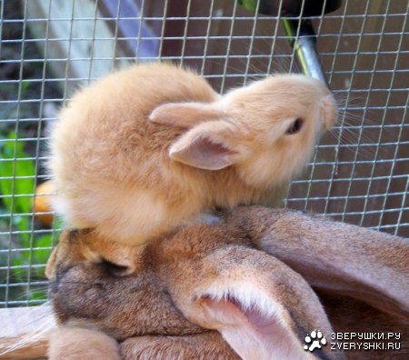 ������� ����������� ;)