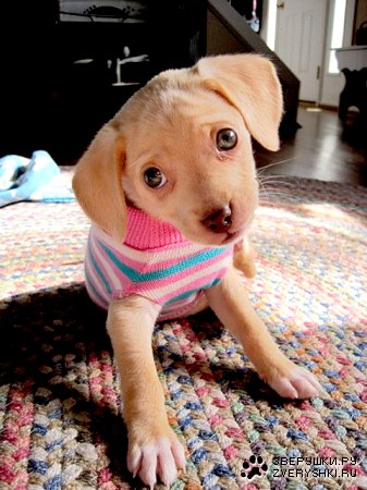 ������ �� � �������? :)