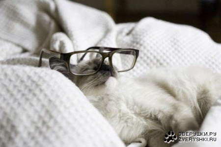 ���� ������ (10 ����)