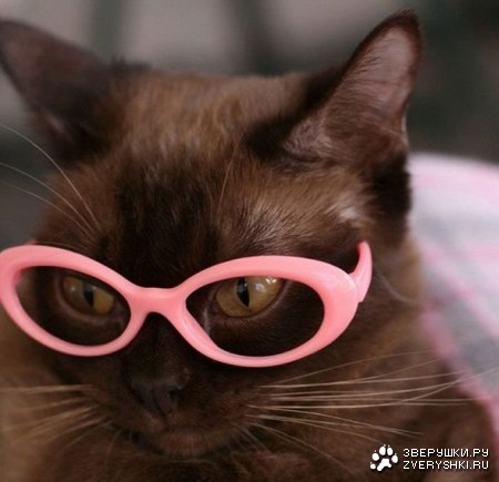 ���� ������ (10 ����)