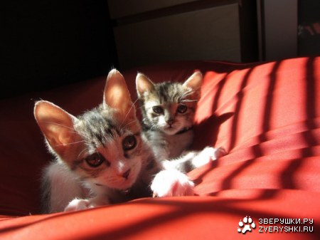 �������� (4 ����)