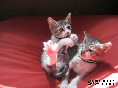 �������� (4 ����)