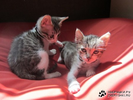 �������� (4 ����)