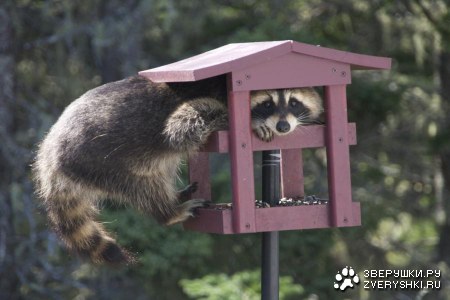 �� ���������, �� ����� �������! ;)