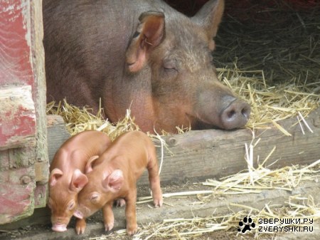 ������� ;)