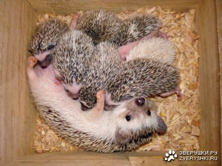 ����-������� ;)