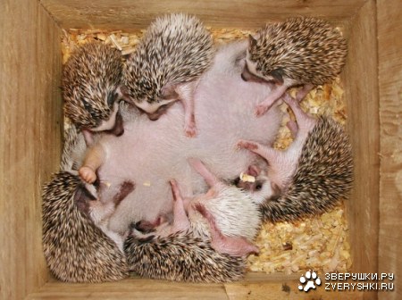 ����-������� ;)