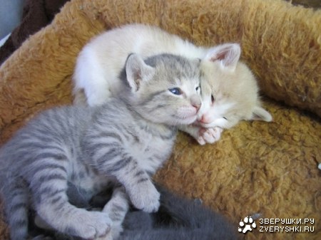 �������� :)