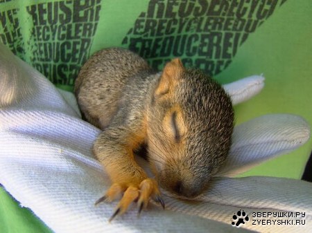 �������� (7 ����)