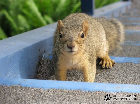 �������� (7 ����)