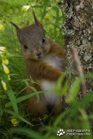 �������� (7 ����)