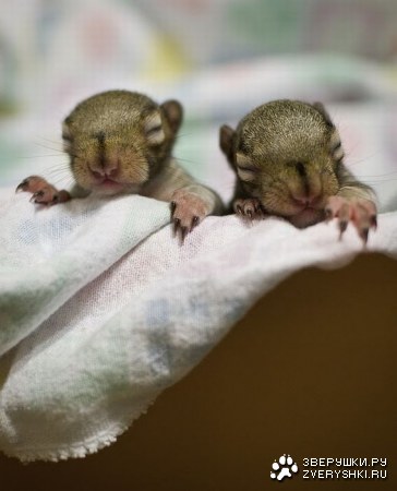 �������� (7 ����)