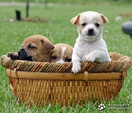 ������ :)