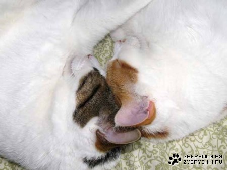 ������� ��� ;)