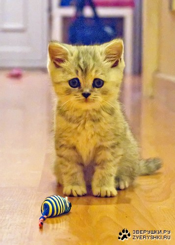 Поиграйте со мной, пожалуйста... :) Поиграйте со мной, пожалуйста... :)