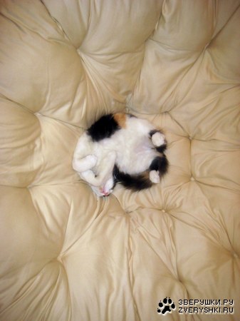 ���������� ;)