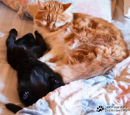 �������-������� ��� :)