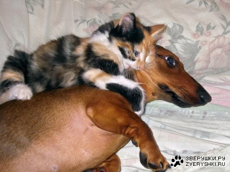 ������� :)