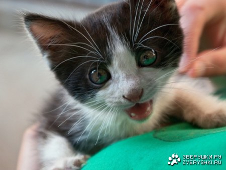 ��� ������ "���"? :)