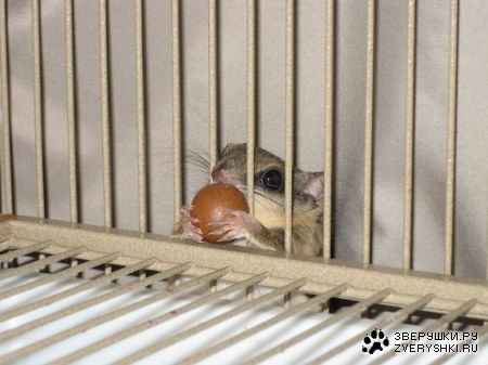 ��� �� ������� ��� ���������? (3 ����)