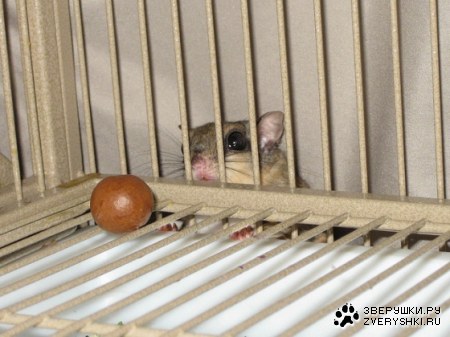 ��� �� ������� ��� ���������? (3 ����)