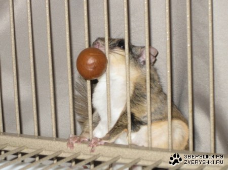 ��� �� ������� ��� ���������? (3 ����)