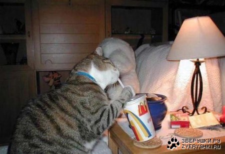 �������� ������ (8 ����)