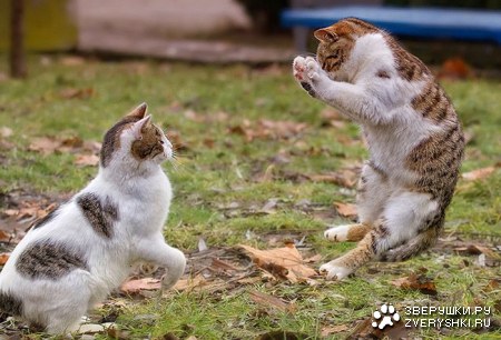 �������� ������ (8 ����)