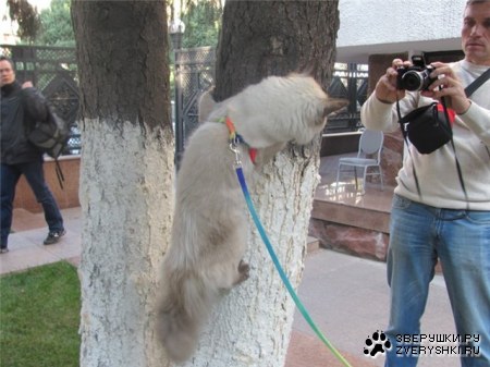 ������� ���-����� � ������!