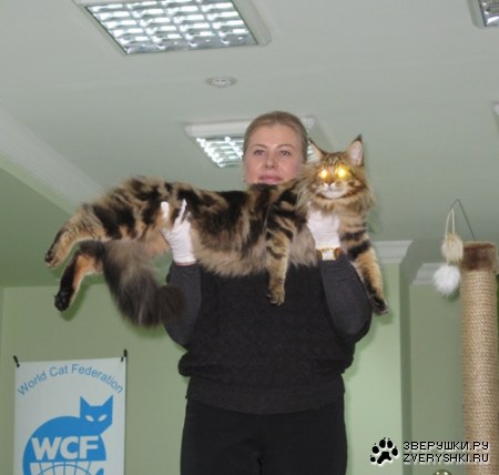 ������� ���-����� � ������!