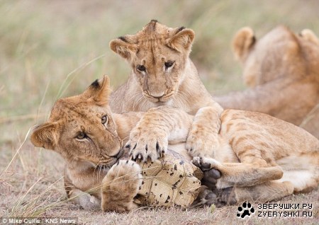 ���� � �������� :)