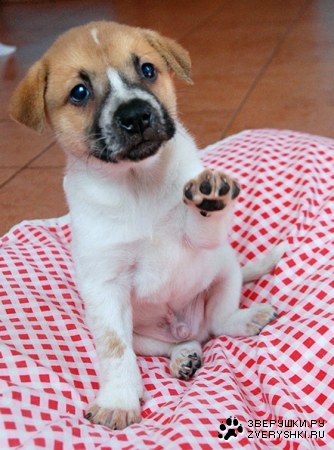 ��� ��� �� ������� ����, ���� :)