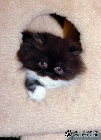 �������� ;)